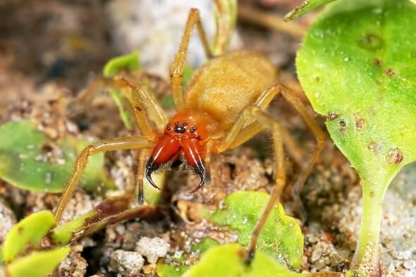 Ammen-Dornfinger (Dornfingerspinne)