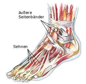 Bänder (anatomische Illustration)