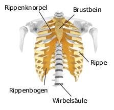 Brustkorb (anatomische Illustration)