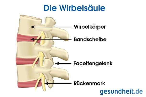 Facettensyndrom: Facettengelenke in der Wirbelsäule (Infografik)