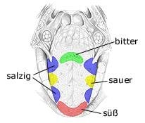 Geschmacksrichtungen (anatomische Illustration)