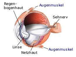 Gesichtssinn (anatomische Illustration)