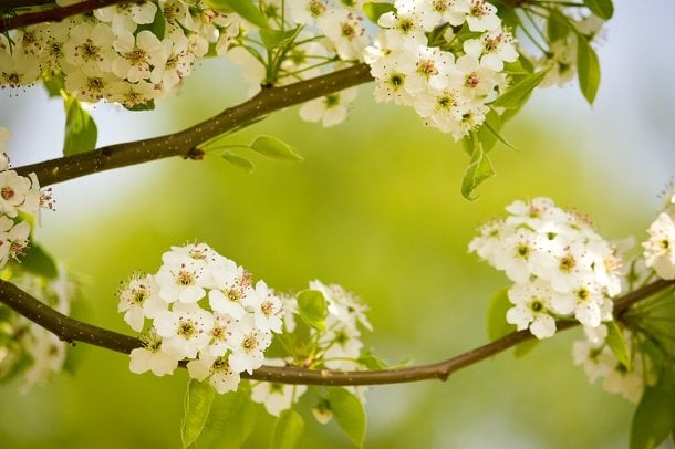 Weißdorn – Kraft aus der Natur