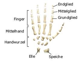 Hand (anatomische Illustration)