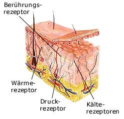 Haut (anatomische Illustration)