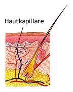 Hautkapillare (anatomische Illustration)