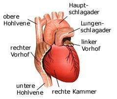 Herz (anatomische Illustration)