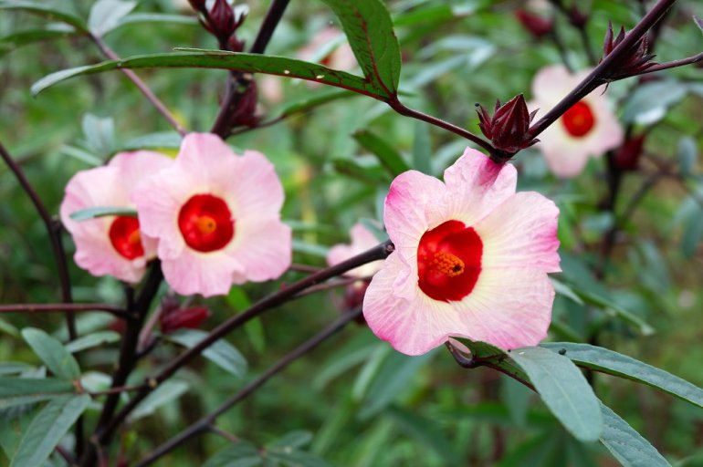 Hibiskus