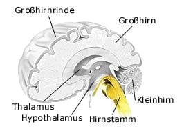 Hirnstamm  (anatomische Illustration)