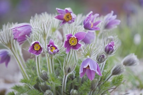 Pulsatilla (Kuhschellen)