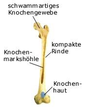 Knochen (anatomische Illustration)