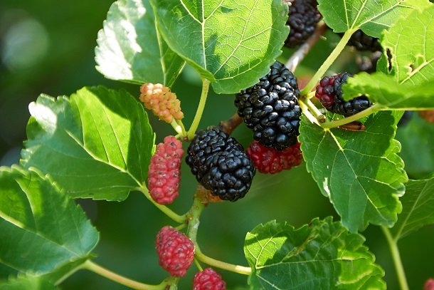 Maulbeeren