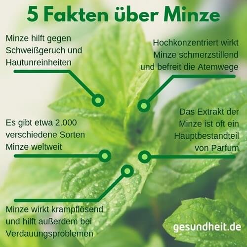 5 Fakten über Minze (Infografik)