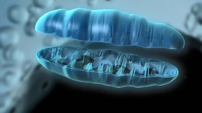 Mitochondrien (Illustration)