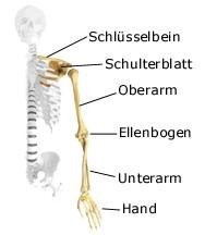 Obere Gliedmaßen (anatomische Illustration)