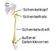 Oberschenkel (anatomische Illustration)