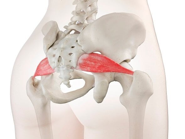 Piriformis-Muskel (Illustration)