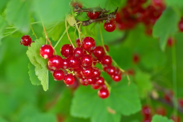 Rote Johannisbeeren liefern wenige Kalorien