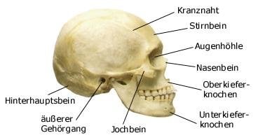 Schädel (anatomische Illustration)