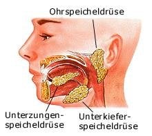 Speicheldrüsen (anatomische Illustration)