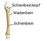 Unterschenkel (anatomische Illustration)