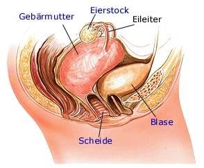 weibliche Geschlechtsorgane (anatomische Illustration)